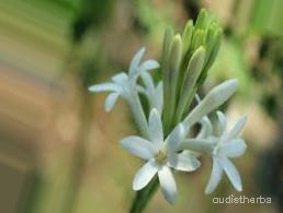 augmented_Polianthes tuberosa flower5_0_6796.jpeg